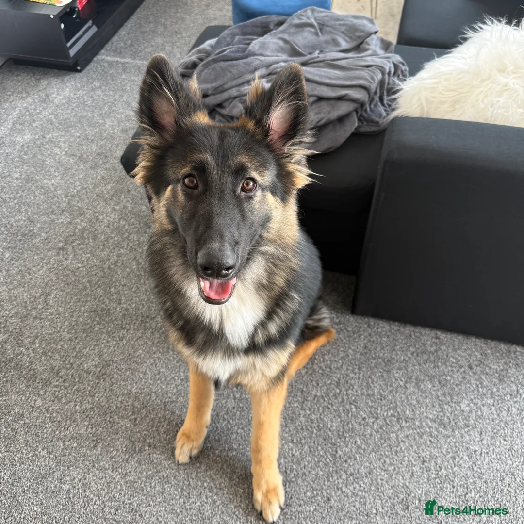 German Shepherd dogs for sale: Zeus is looking for a new home  - Advert 1