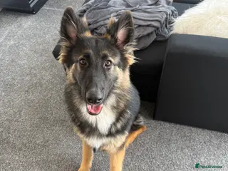 German Shepherd dogs Zeus is looking for a new home - Advert 15