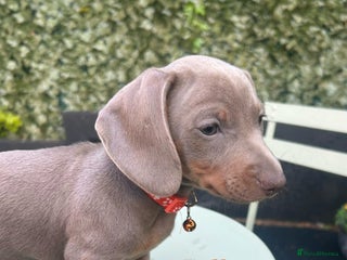 Miniature Dachshund dogs - Advert 7