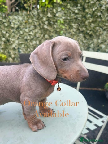 Miniature Dachshund dogs - Advert 16