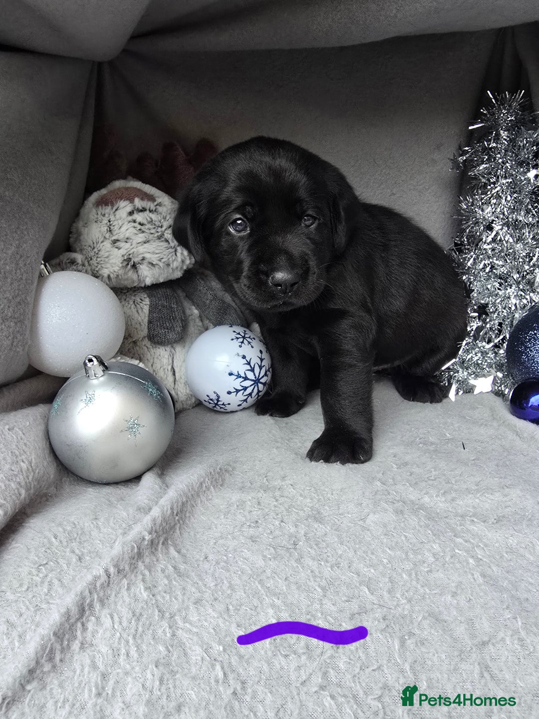 Labrador Retriever dogs for sale: Ready for home 🥰left last boy! - Advert 28