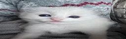 Ragdoll cats for sale: 🏆gccf ragdoll kitten-exceptional pedigree - Advert 6