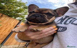 French Bulldog dogs for sale: French Bulldog Puppy 3 - QUALITY PUPPIES READY NOW, health tested parents  - Image 1