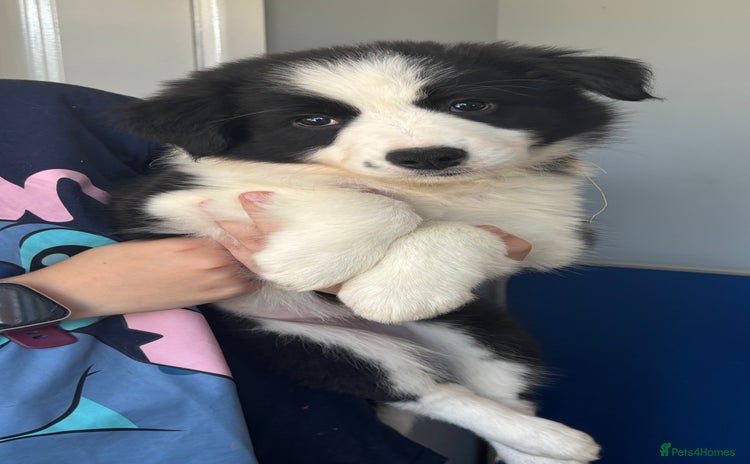 Border Collie dogs - Advert 2