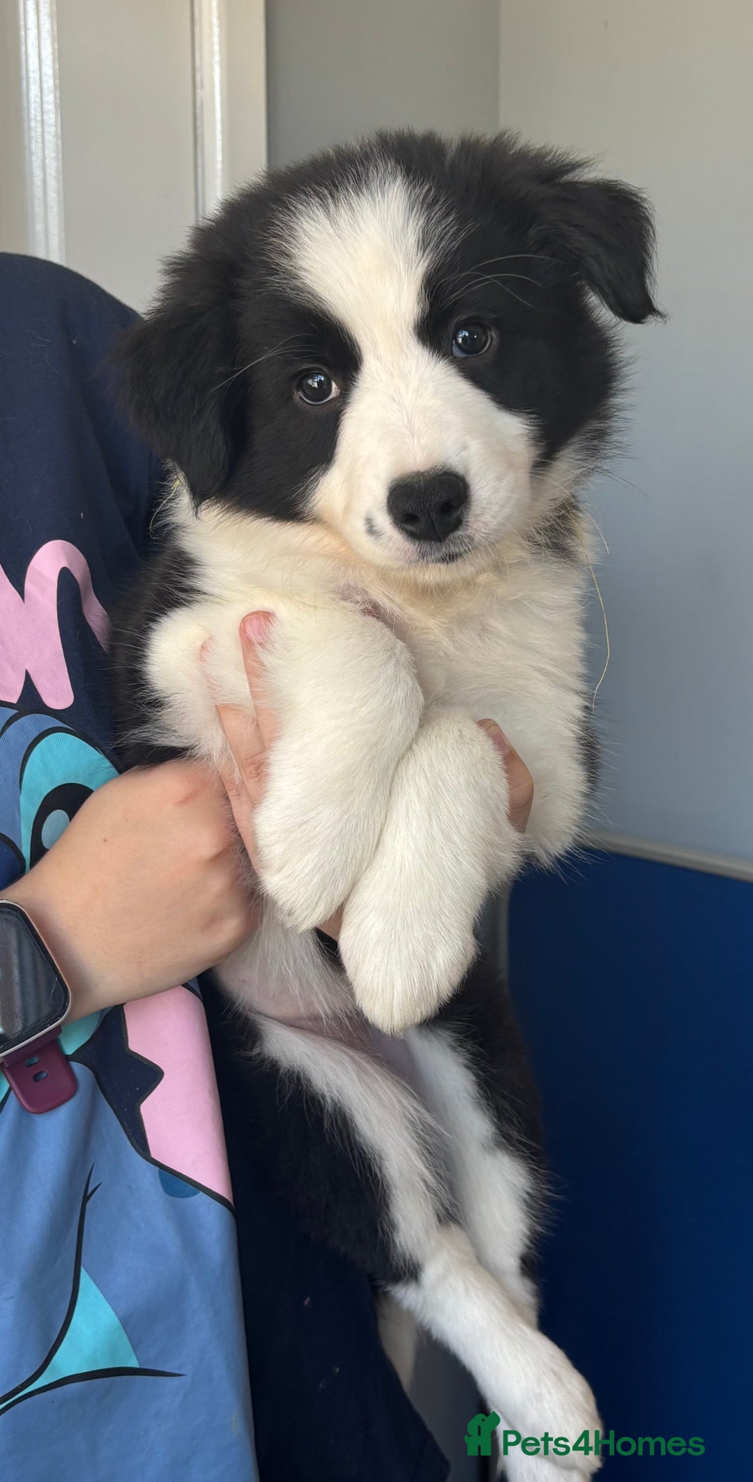 Collie Rescue Buying A Border Collie Border Collie Puppies For