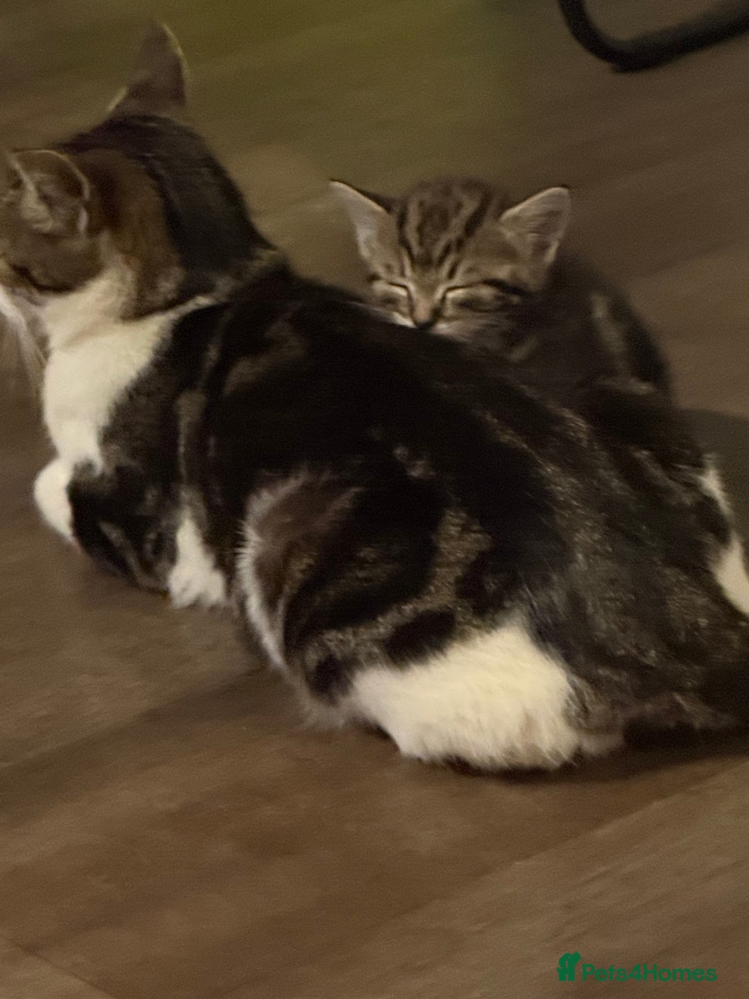 Domestic Shorthair cats for sale: 3 beautiful tabby females  - Image 10