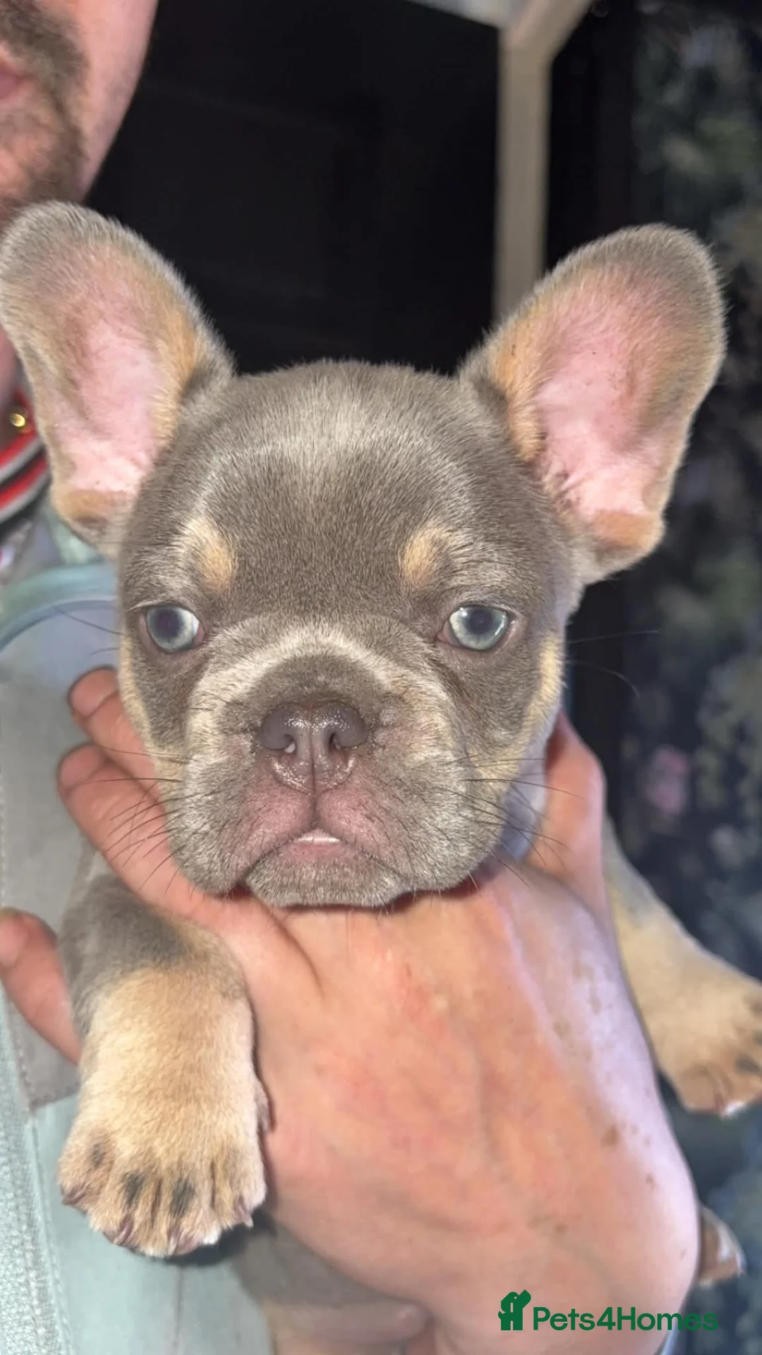 French Bulldog dogs for sale: French bull dog puppy’s looking for home in Sunderland - Advert 1