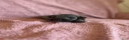 Miniature Schnauzer dogs for sale: Miniature schnauzer puppies  - Advert 22