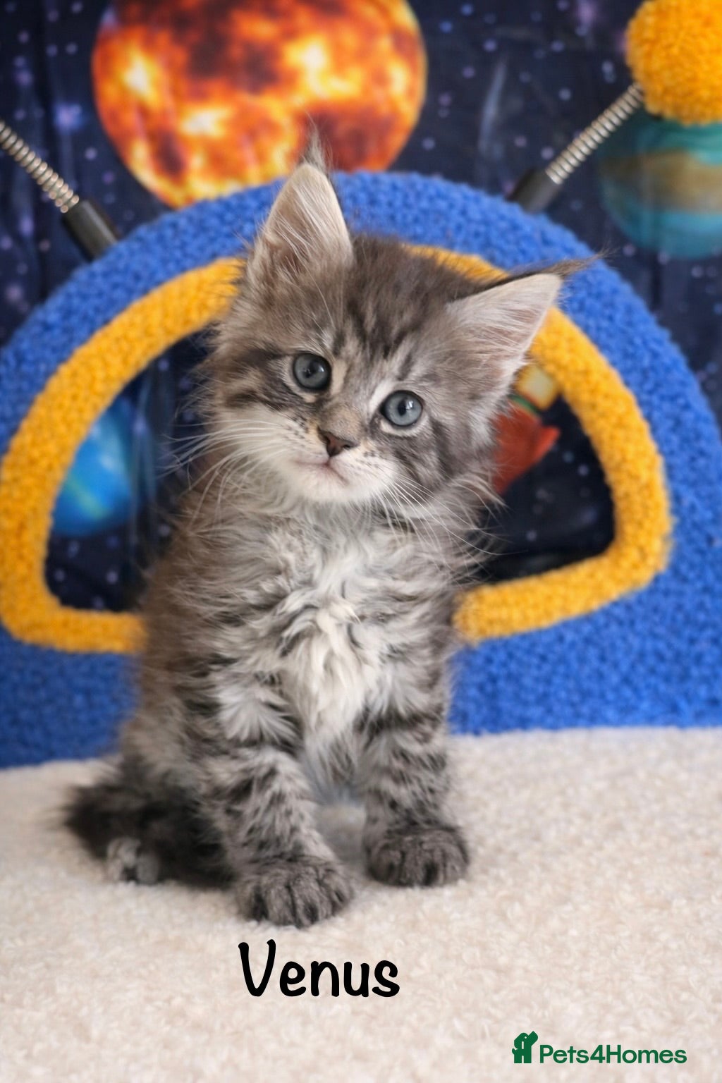 Maine Coon cats TICA Registered Maine Coon Kittens 2 GIRLS LEFT❤️  - Advert 3