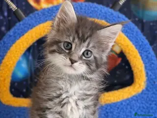 Maine Coon cats TICA Registered Maine Coon Kittens 2 GIRLS LEFT❤️ - Advert 3