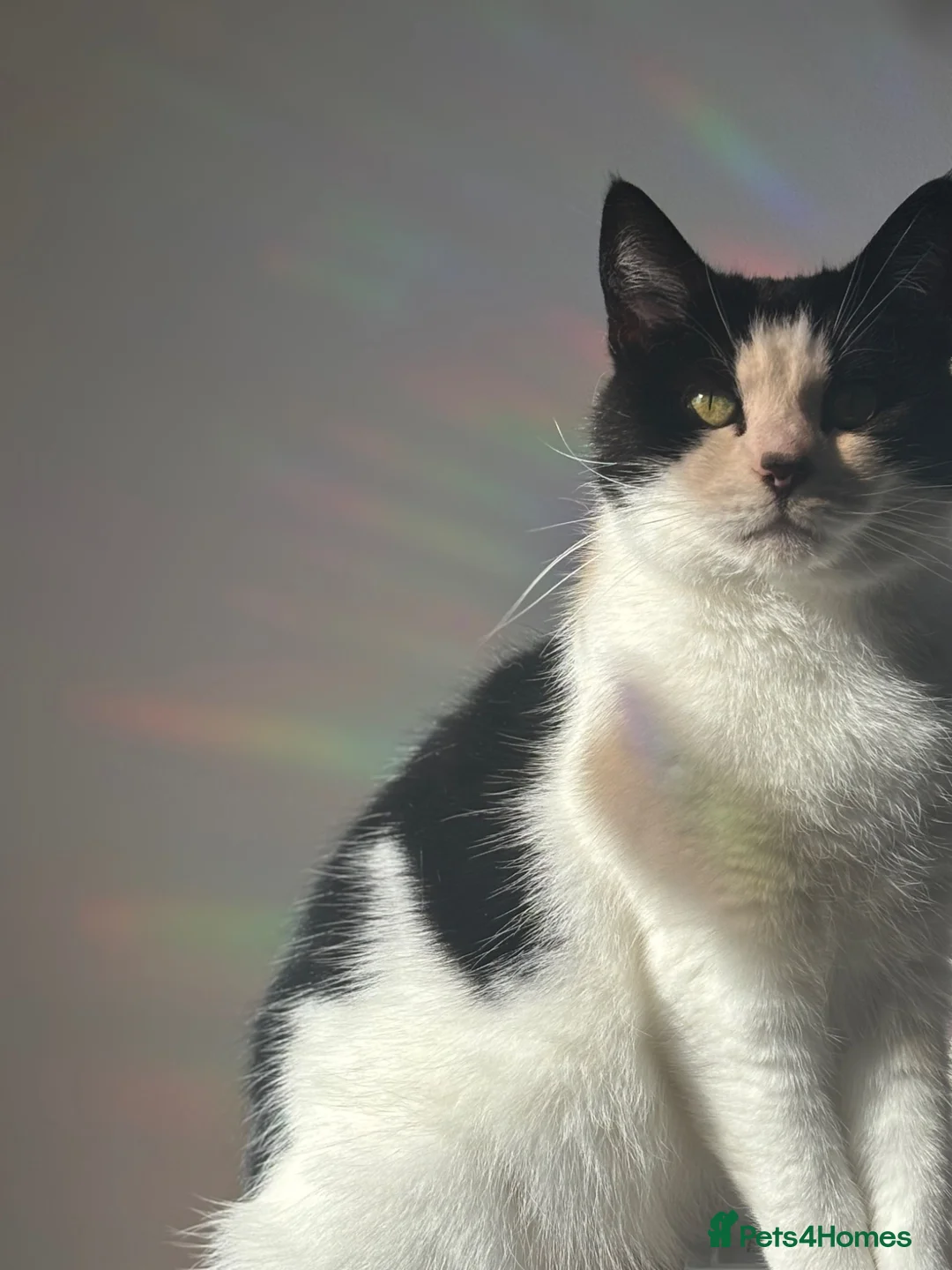 Mixed Breed cats for sale: Boo- Elderly girl - Advert 2