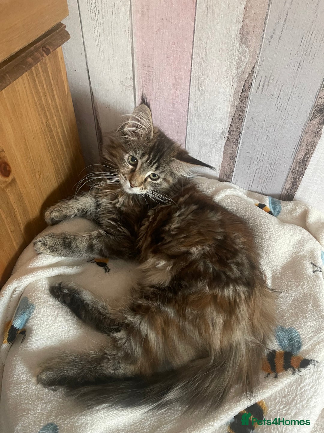Maine Coon cats for sale: Maine coon - Advert 2