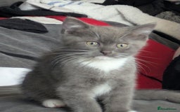 Mixed Breed cats for sale: 2 British Shorthair cross Ragdoll Boys Available  - Image 18