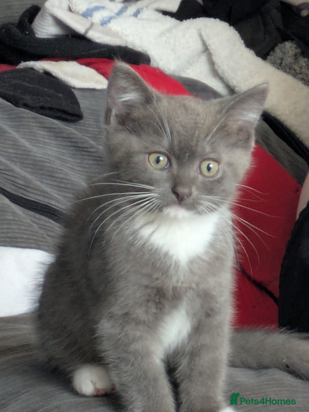 Mixed Breed cats for sale: 2 British Shorthair cross Ragdoll Boys Available  - Image 18
