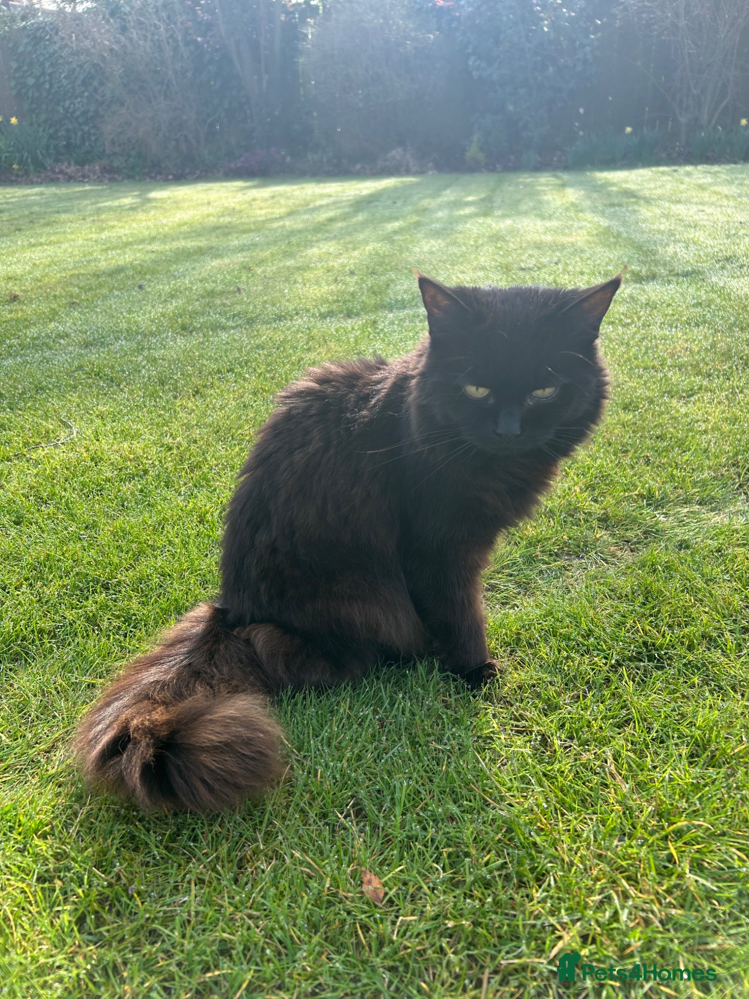 Mixed Breed cats Annie looking for new home - Advert 3