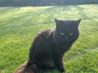 Mixed Breed cats Annie looking for new home - Advert 3