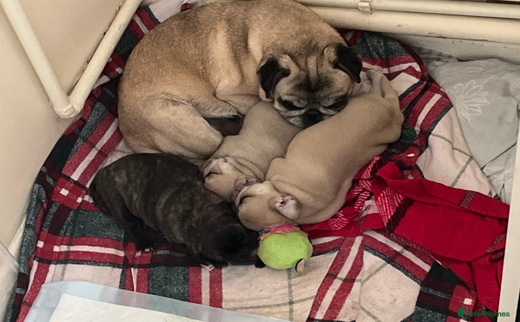 Frug dogs - Advert 1