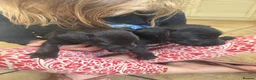 Patterdale Terrier dogs for sale: Beautiful Patterdale 1/4 Lakeland puppies  in Doncaster - Advert 10