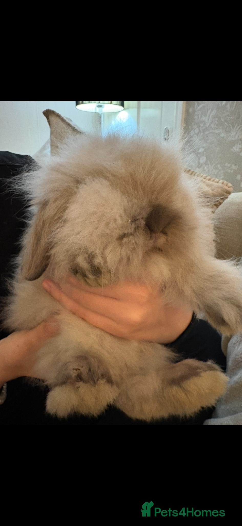 Mini Lion Lop rabbits for sale: Fluffy double mane mini lion lop bunny rabbits - Advert 5