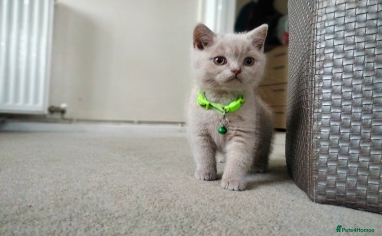 British Shorthair cats - Advert 11