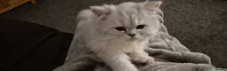 Persian cats for sale: Chinchilla Persian  in Redcar - Advert 4
