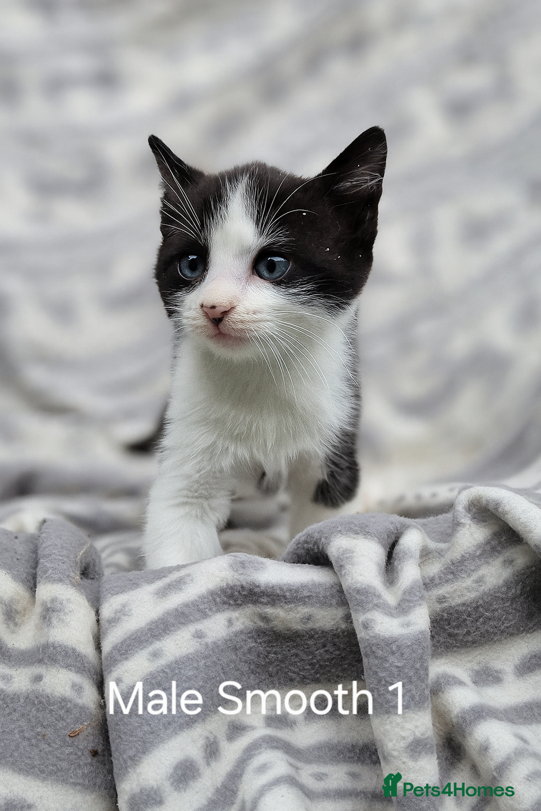 Mixed Breed cats for sale: Lovely black and white kitten - Image 5