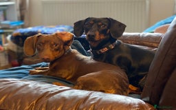 Miniature Dachshund dogs for sale: Mini dachshunds for rehoming - Image 5