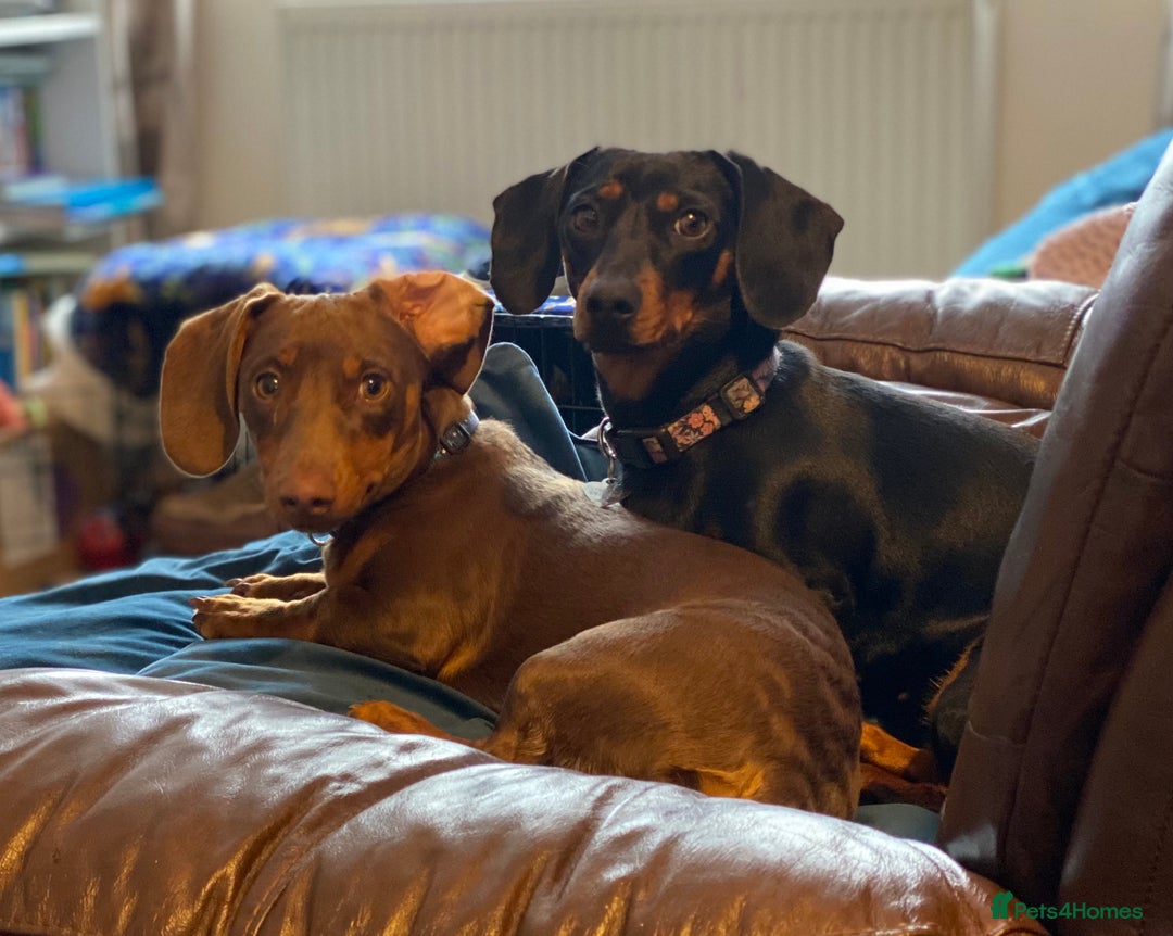 Miniature Dachshund dogs for sale: Mini dachshunds for rehoming - Image 5