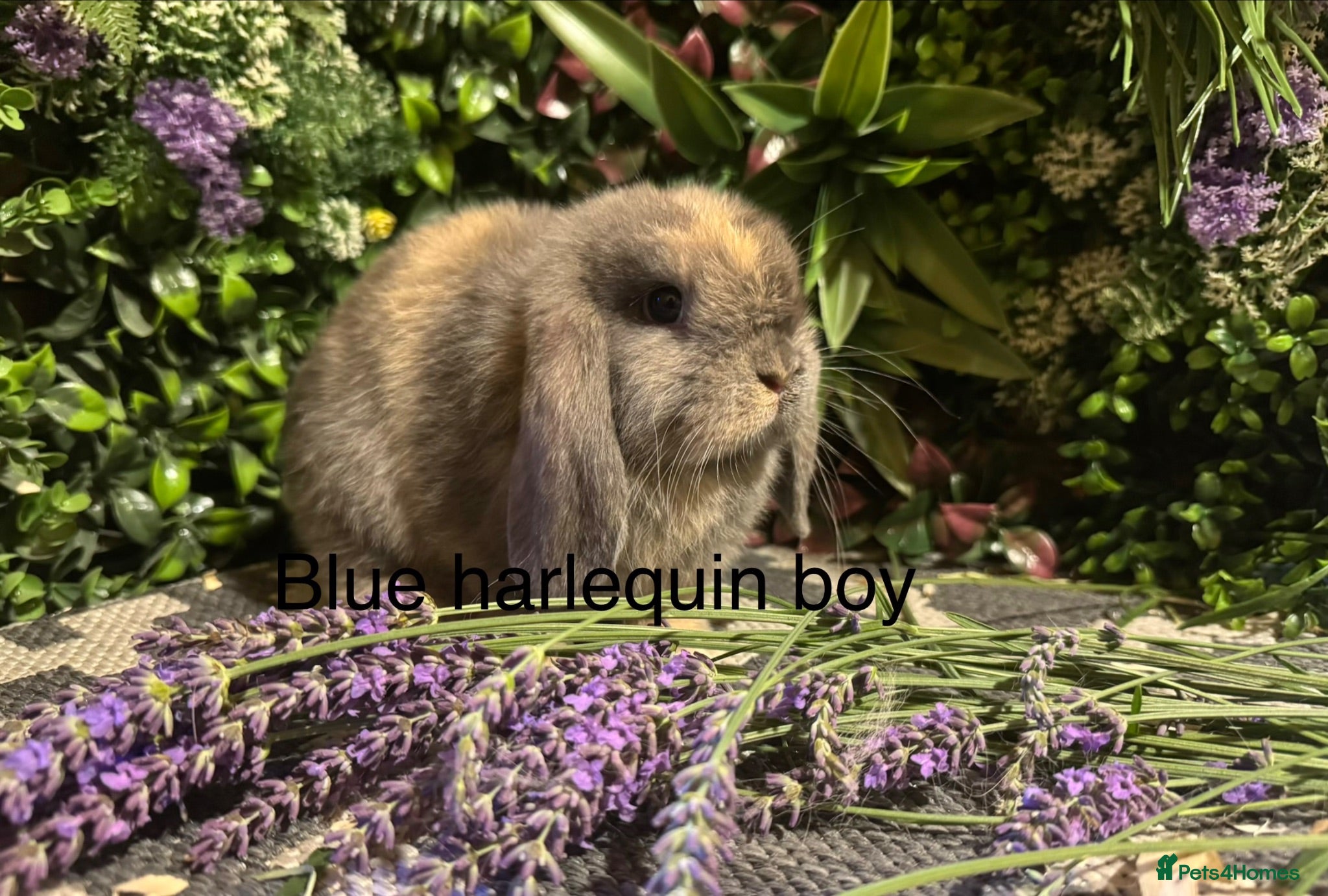 Mini Lop rabbits for sale: ⭐️pure bred mini lops ready to reserve⭐️ - Advert 2