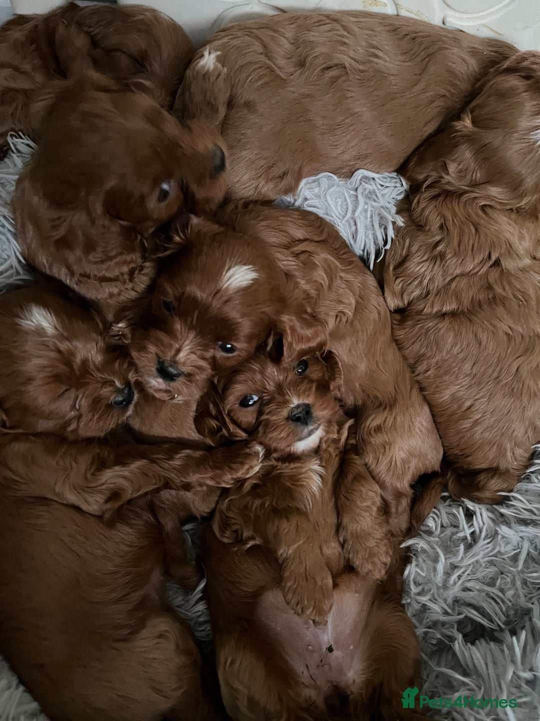 Cavapoo dogs for sale: Merlesque ⭐️⭐️⭐️⭐️⭐️F1 Cavapoos 200 DNA - Image 4