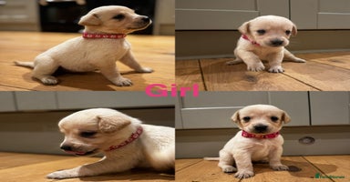 Goldador dogs - Advert 13
