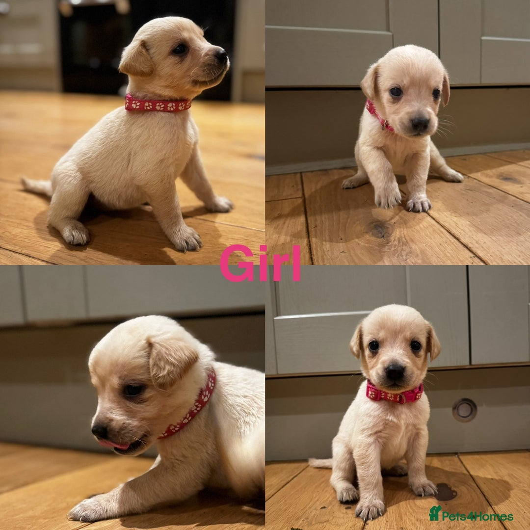 Goldador dogs for sale: Goldador puppies, Labrador x Golden Retiever  - Image 3