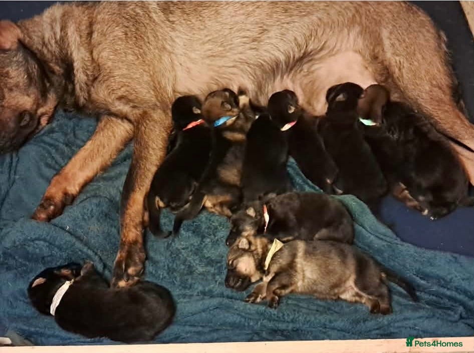 German Shepherd dogs German shepherd puppies for sale  - Advert 2