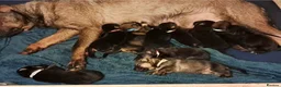 German Shepherd dogs for sale: German shepherd puppies for sale  - Advert 1