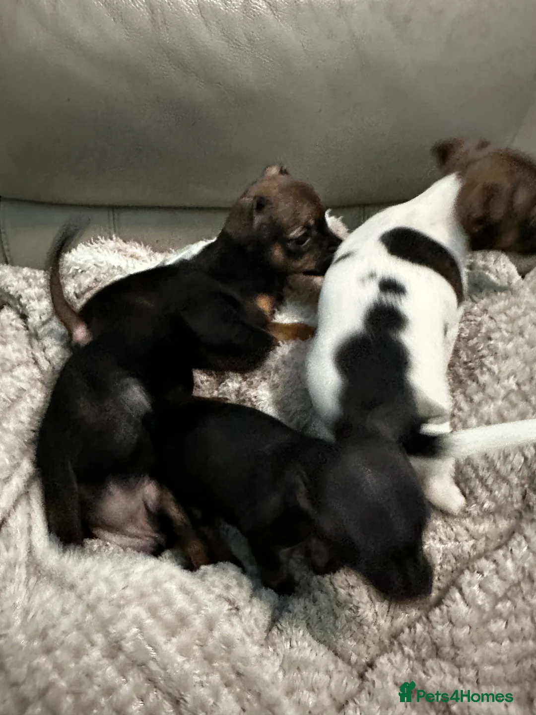 Mixed Breed dogs for sale: French Jacks x 5 - Advert 2