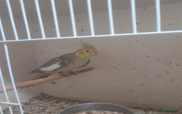 Cockatiels birds for sale: Hand reared semi tame cockatiels  - Image 1