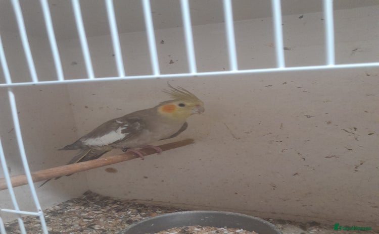 Cockatiels birds - Advert 1