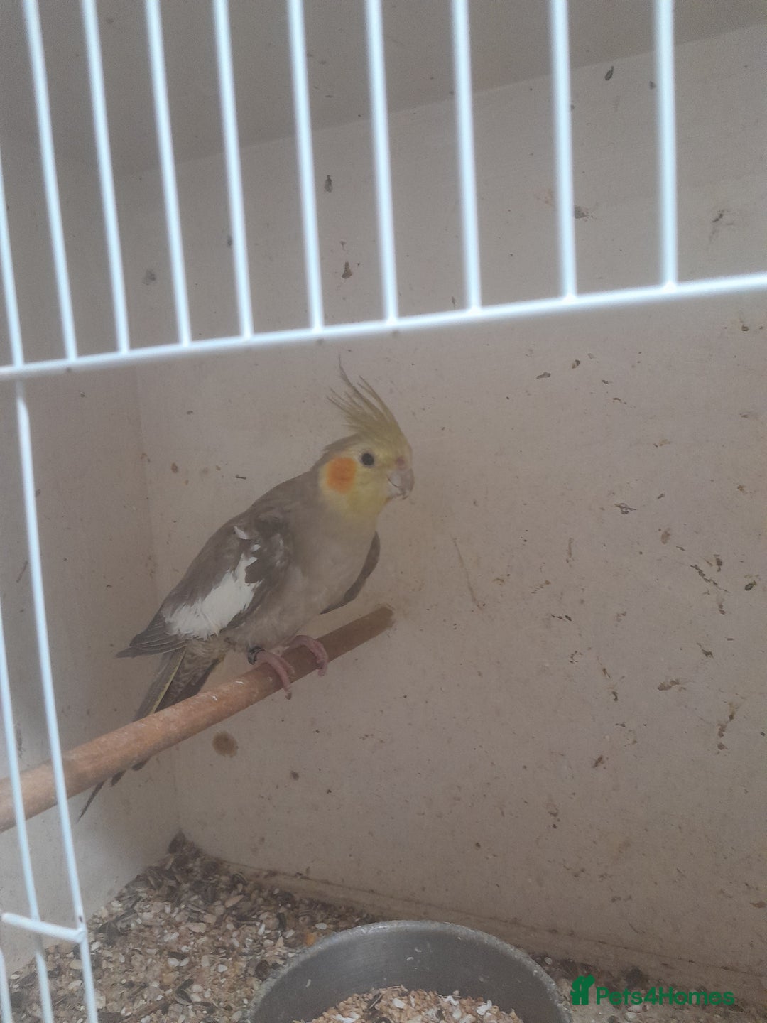 Cockatiels birds for sale: Hand reared semi tame cockatiels  - Image 1