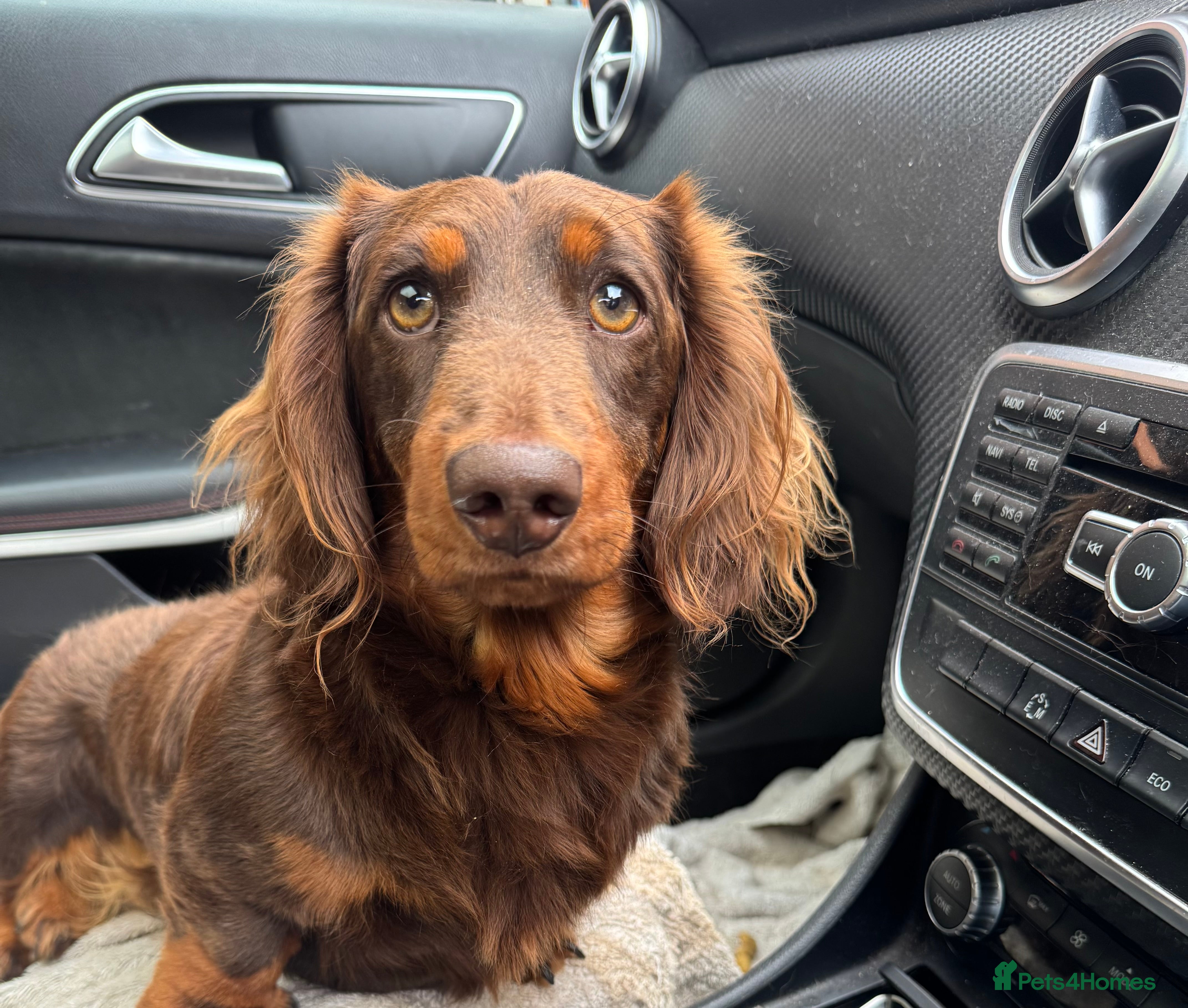 Dachshund dogs Stud  - Advert 3