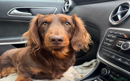 Dachshund dogs for stud: Stud  - Image 1