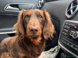 Dachshund dogs - Advert 29