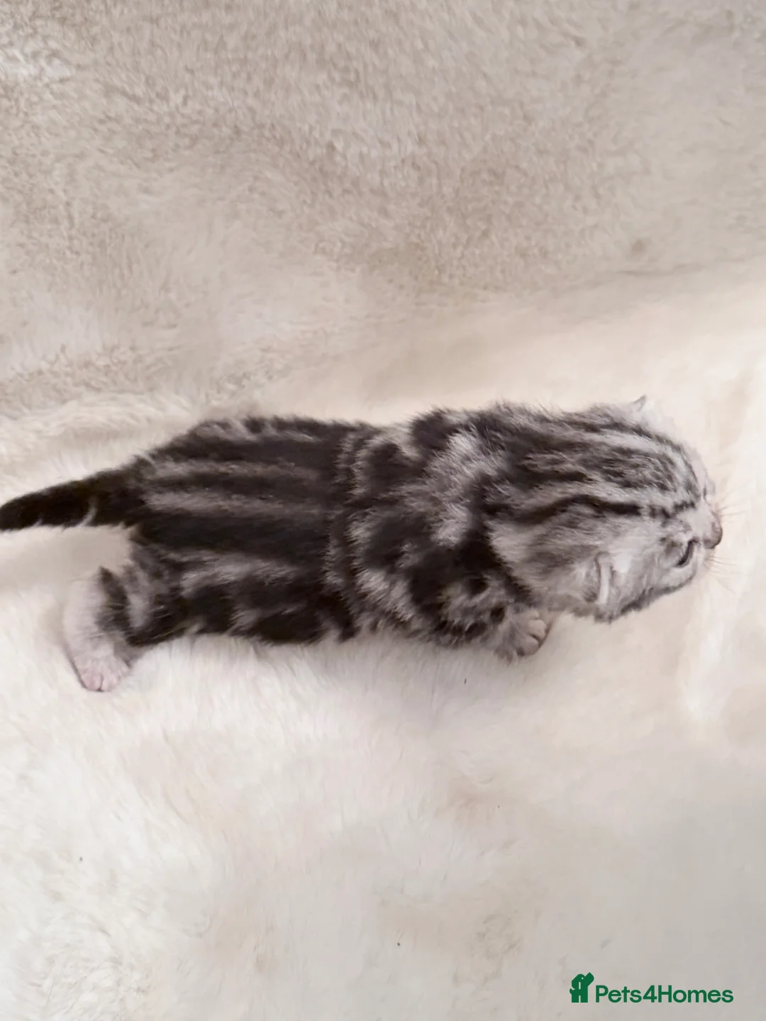 British Shorthair cats for sale: British shorthair silver tabby female kittens  - Advert 9