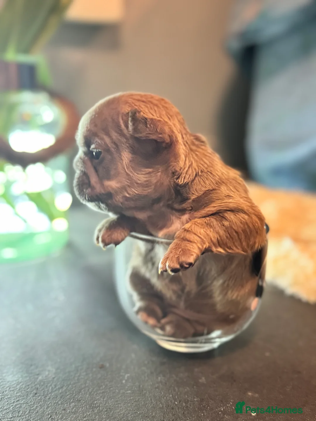 French Bulldog dogs for sale:  💙🦁Fluffy visual French bulldog Reduced!!🏡 - Advert 18