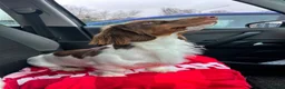Dachshund dogs for sale: Dacshund 1.5Years old Male - Advert 12