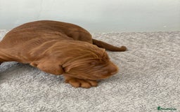 Irish Doodle dogs for sale: Irish doodle - Image 15