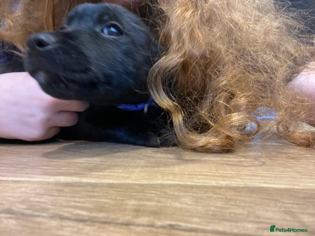 Mixed Breed dogs for sale: Staffordshire bull terrier x lab pups - Advert 10