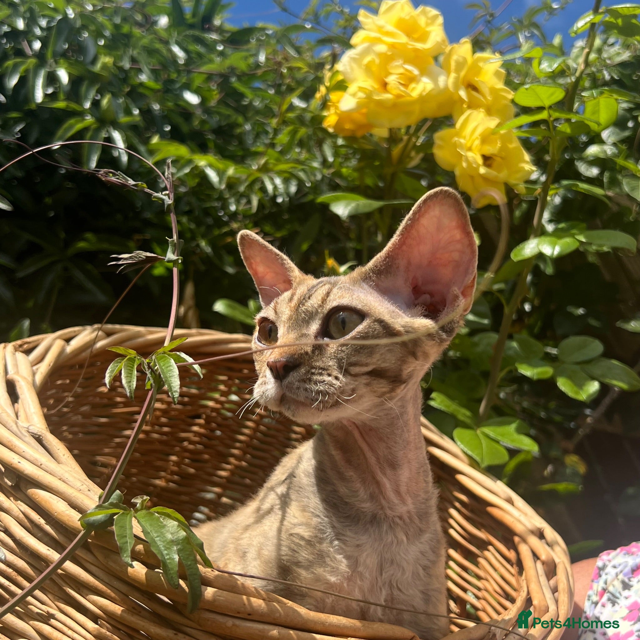 Devon Rex cats Pedigree Devon Rex girl available  - Advert 4
