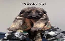 German Shepherd dogs for sale: Beautiful purebred German shepherd puppies - Image 9