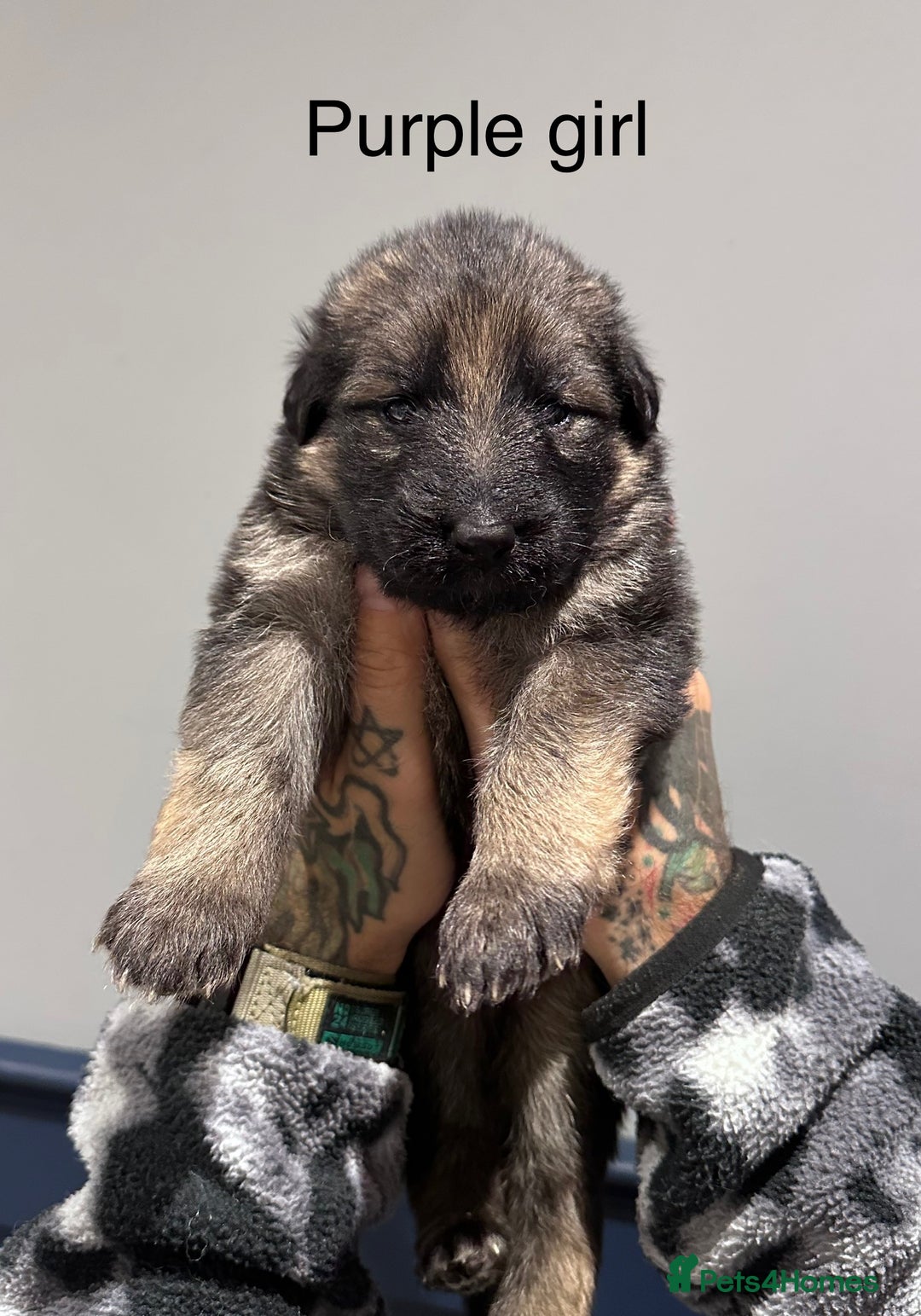 German Shepherd dogs for sale: Beautiful purebred German shepherd puppies - Image 9