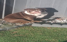 English Bulldog dogs for sale: Female English Bulldog For Sale  - Advert 7